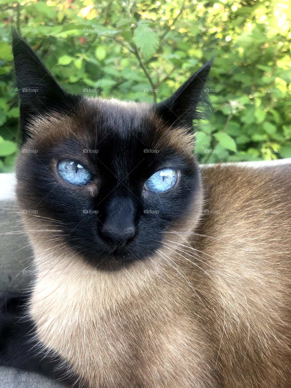 Baby cat with blue eyes