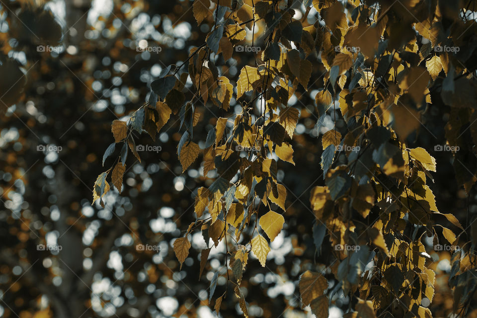 orange foliage on blue sky background