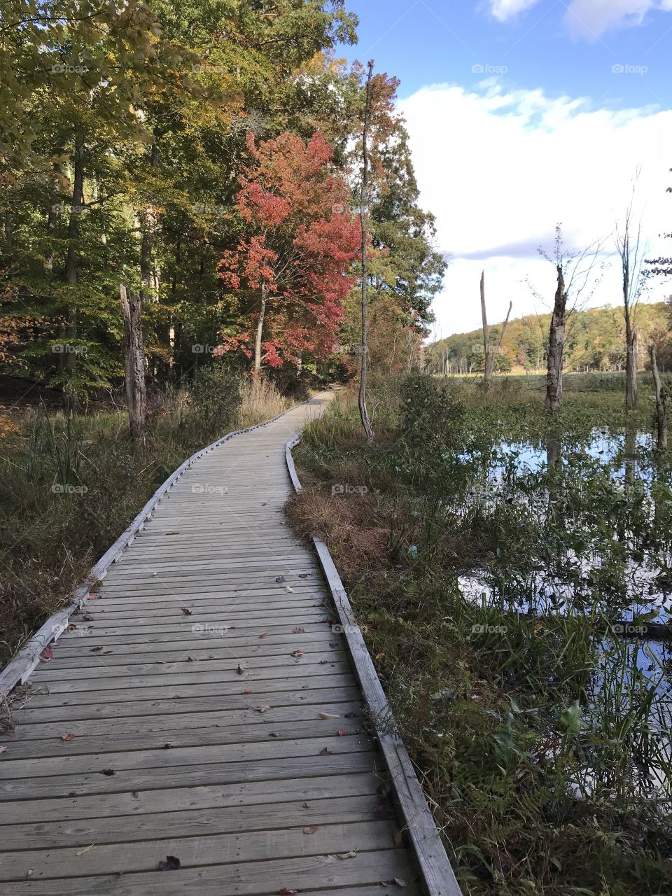 Fall Walks