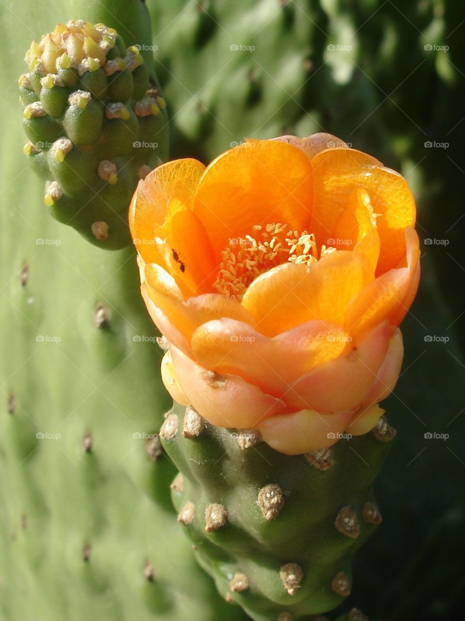 Cactus Flower