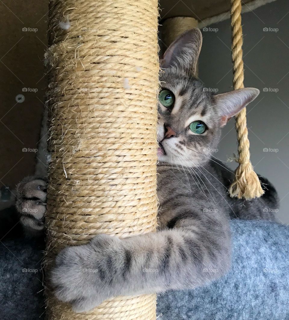 Cat scratch post