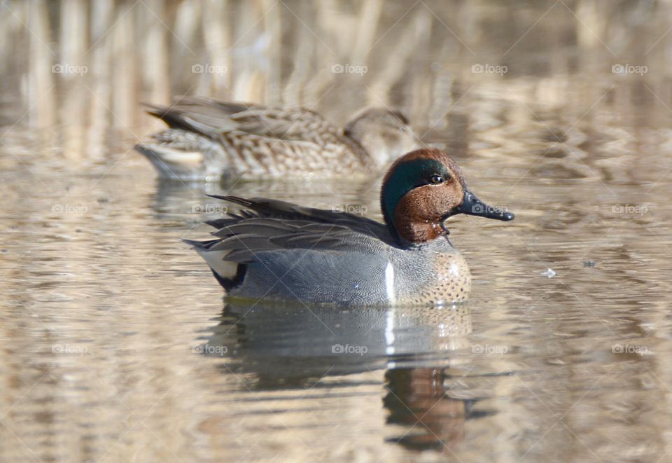 Green winged teal 