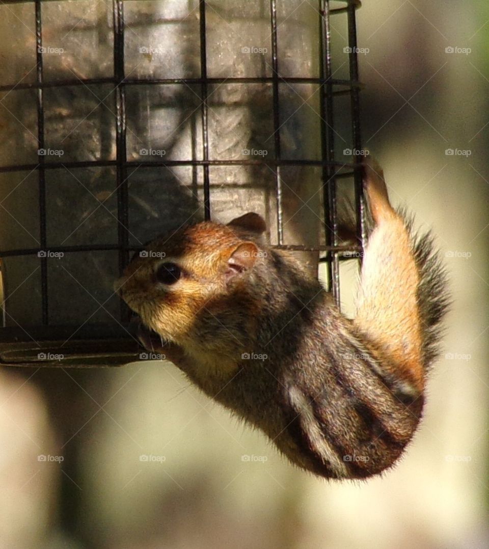 Chipmunk stealing birdseed 