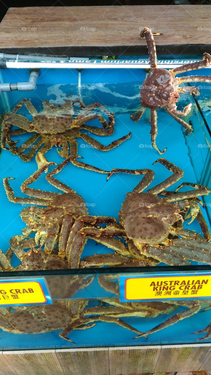 crab.