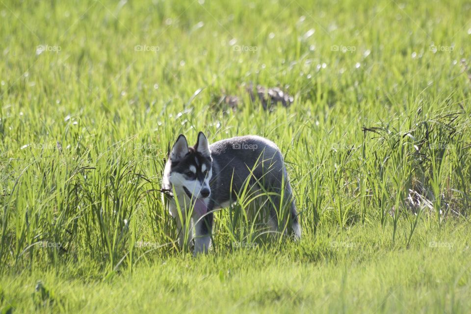 A moment in which you can see bright, colorful, blooming nature, the beauty and power of nature around. The incredible lush green of spring grass, in which a miracle is hidden, and watching the interaction of butterflies and bees.