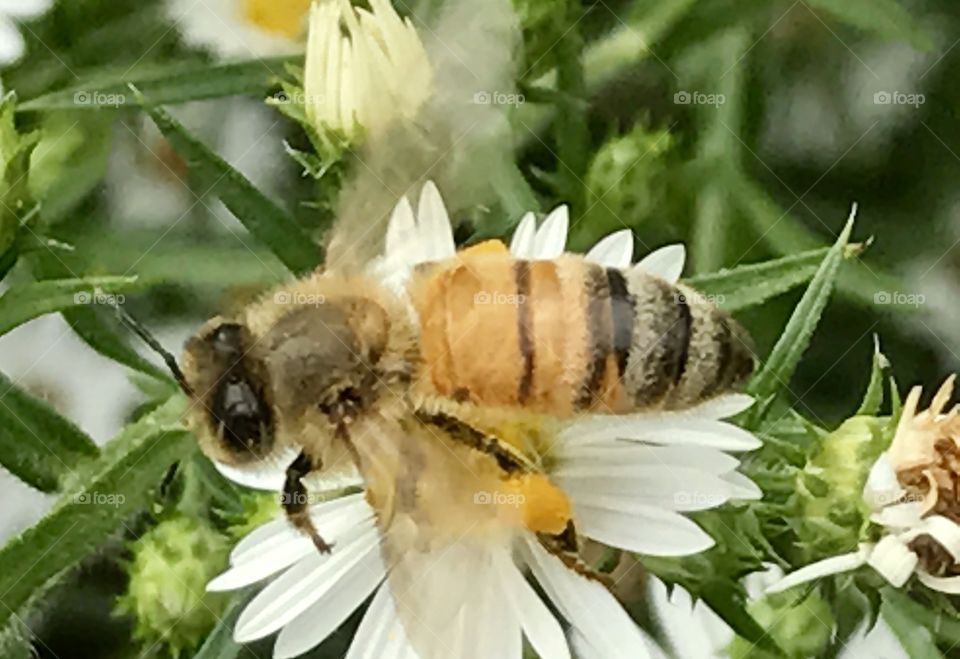 Collecting Pollen Closeup
