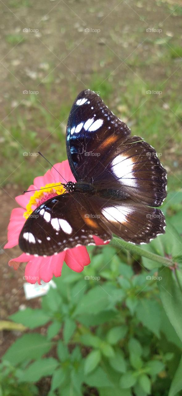 Beautiful butterfly perched on a zinnia flower