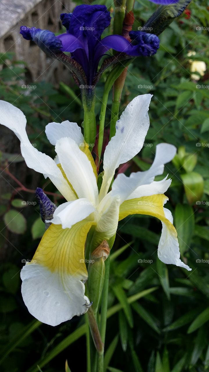white iris