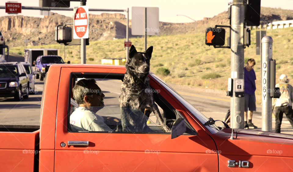 A dog looking out of a car window 