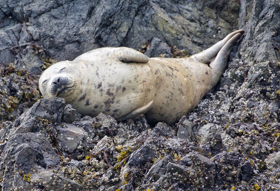 Sleeping harbor seal