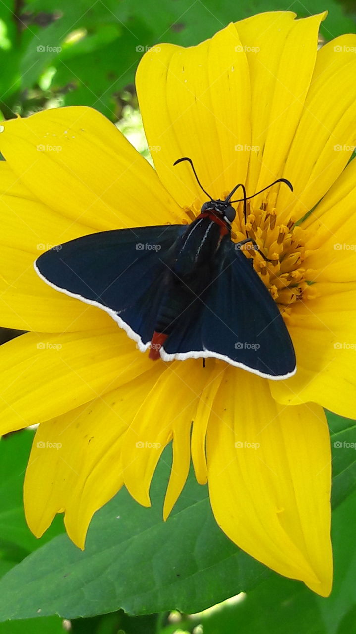 Nature, Insect, Summer, Flower, No Person