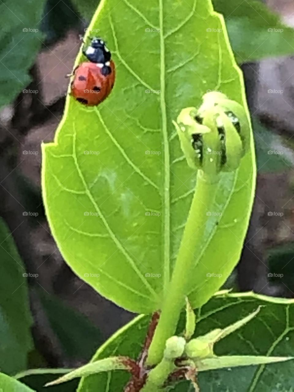 Beautiful ladybug on a green leave in spring 