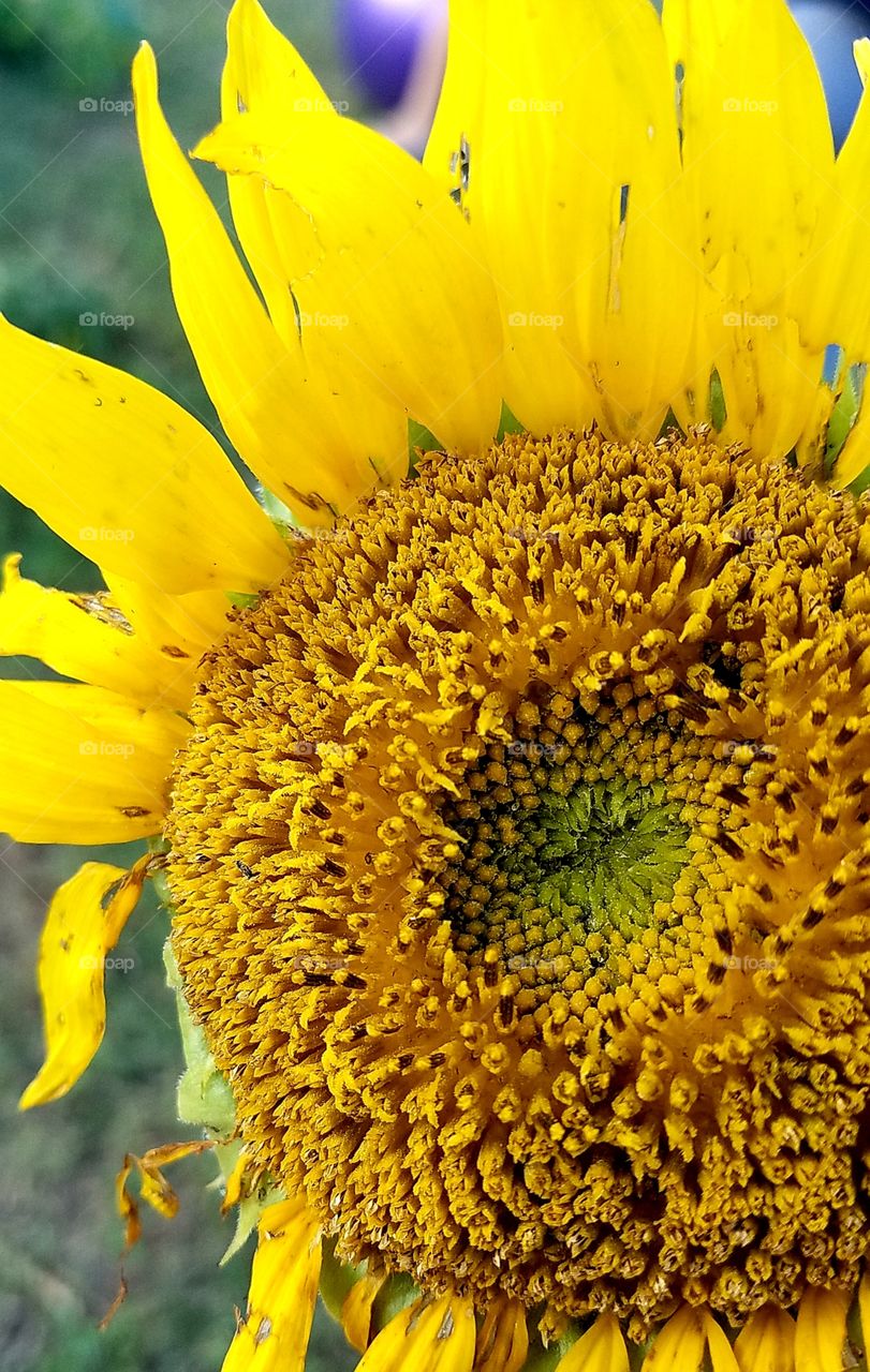 closeup of a sunflower.