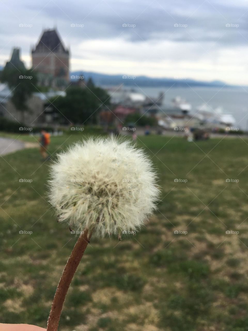 Dandelion - Pierre-Dugua-De Mons Terrace