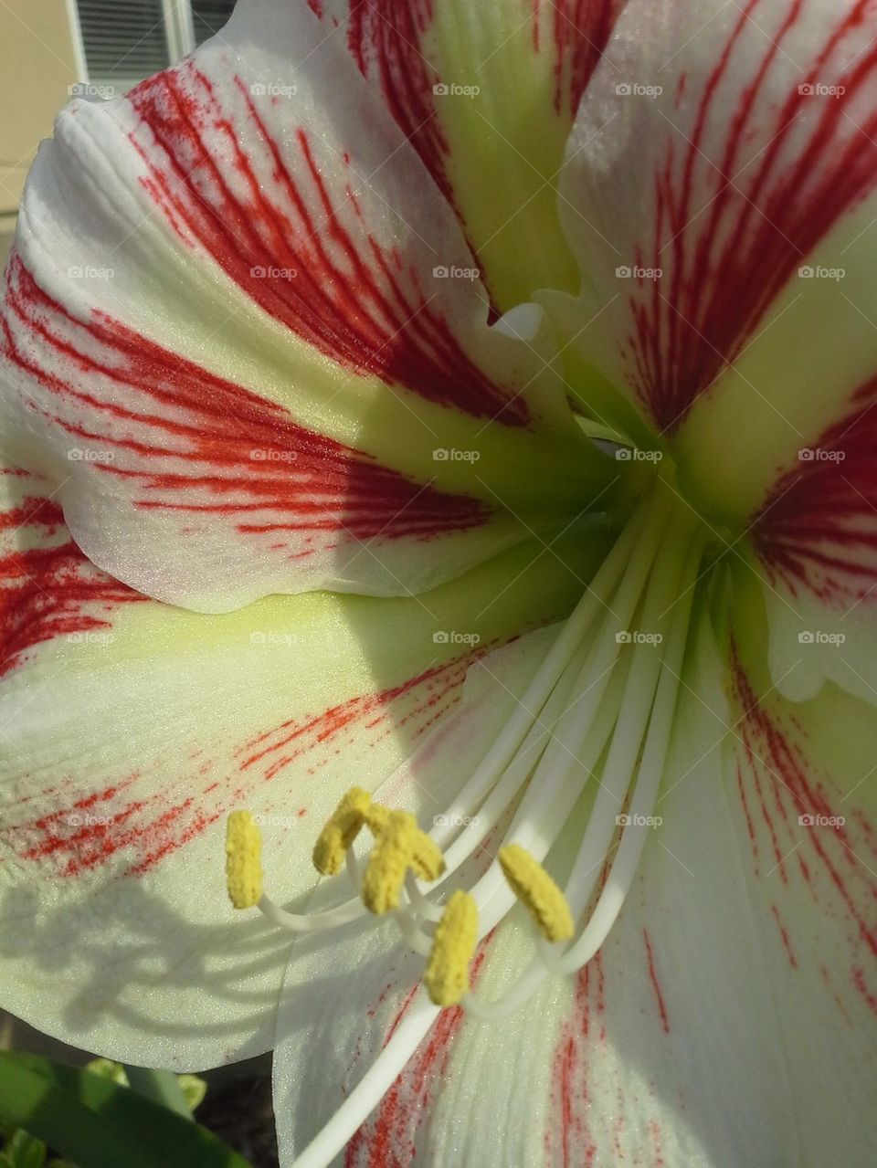 Amaryllis