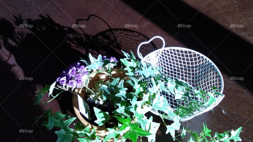 plant and basket