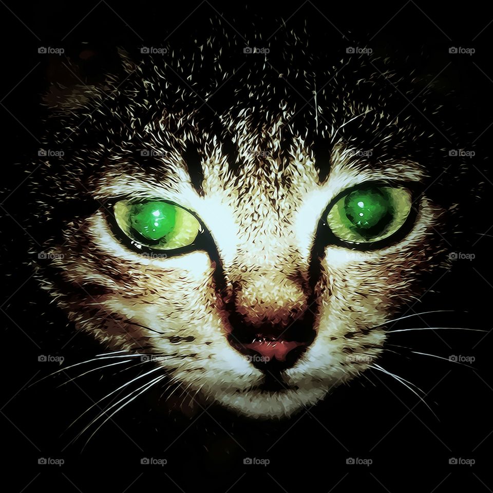 Cat green eyes