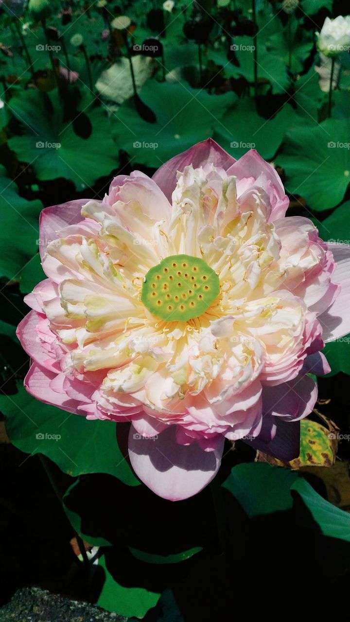 Blooming lotus