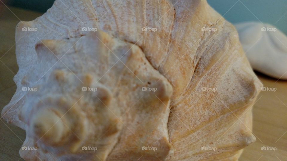 Seashell whorls