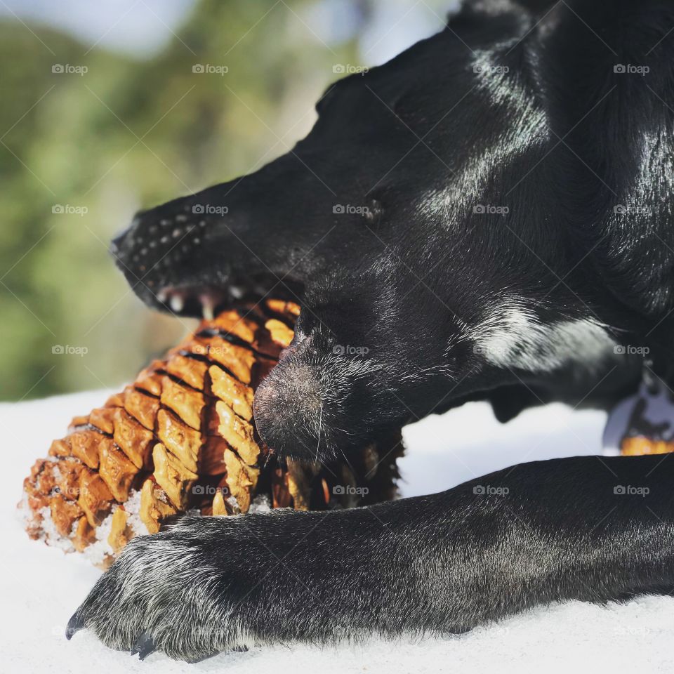 Enjoying the first day of spring in the snowy mountains and teething on a pinecone. 