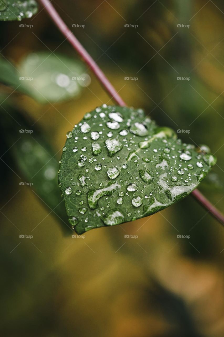 Closeup or macro of small water drops on leaf