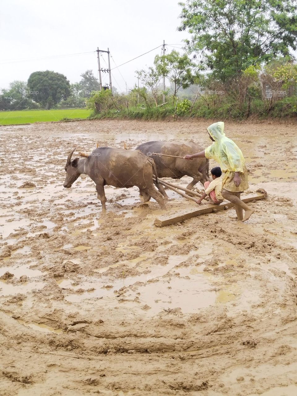 work in farm buffalo