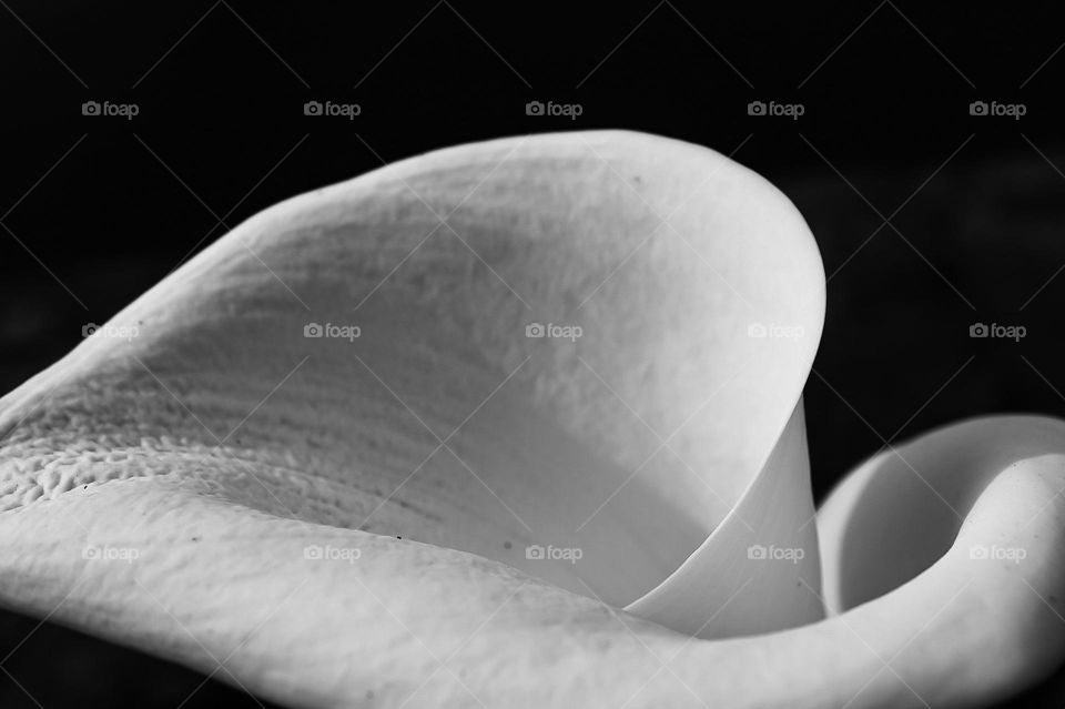 Beautiful black and white picture of a calla lily, the stark black background highlights the soft and delicate curves of the white flower, sensual in nature 