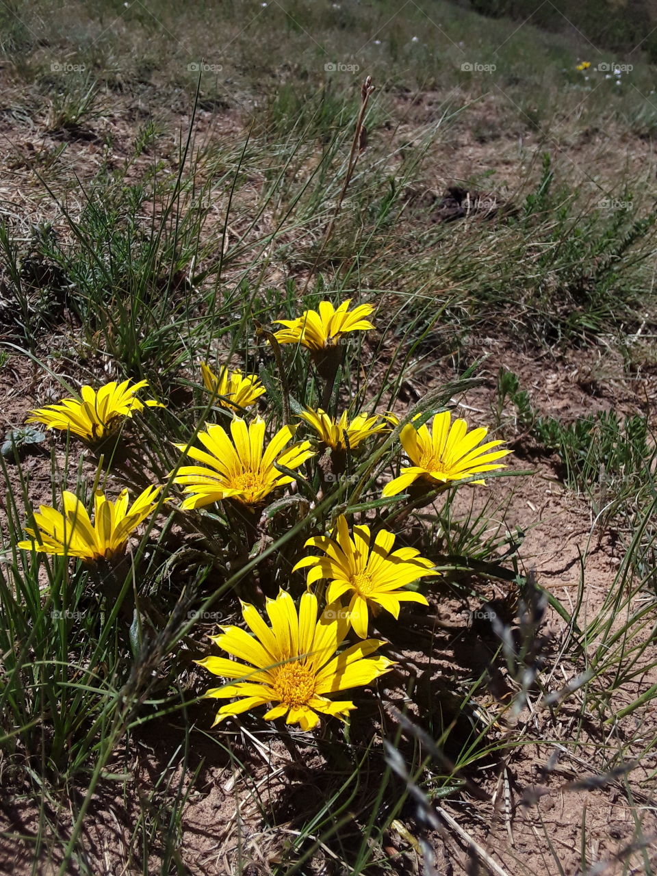 A bushy natural plant.