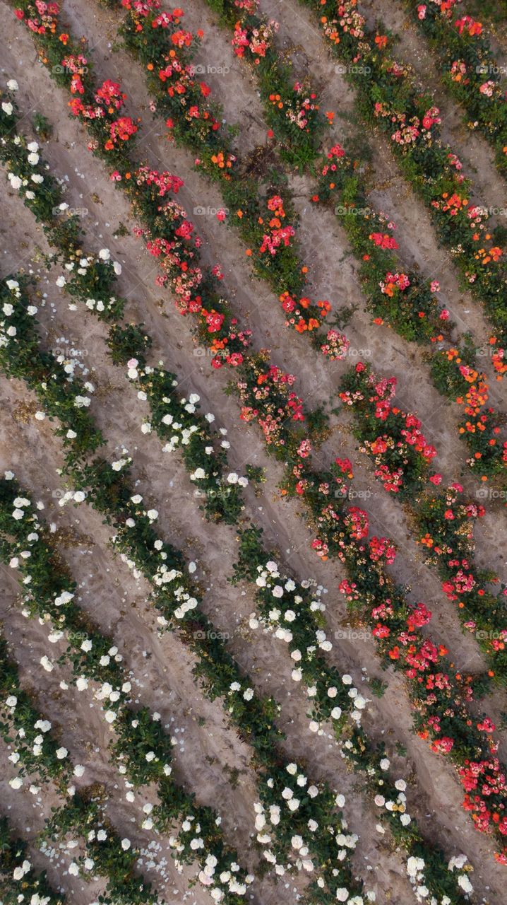 Roses field from above