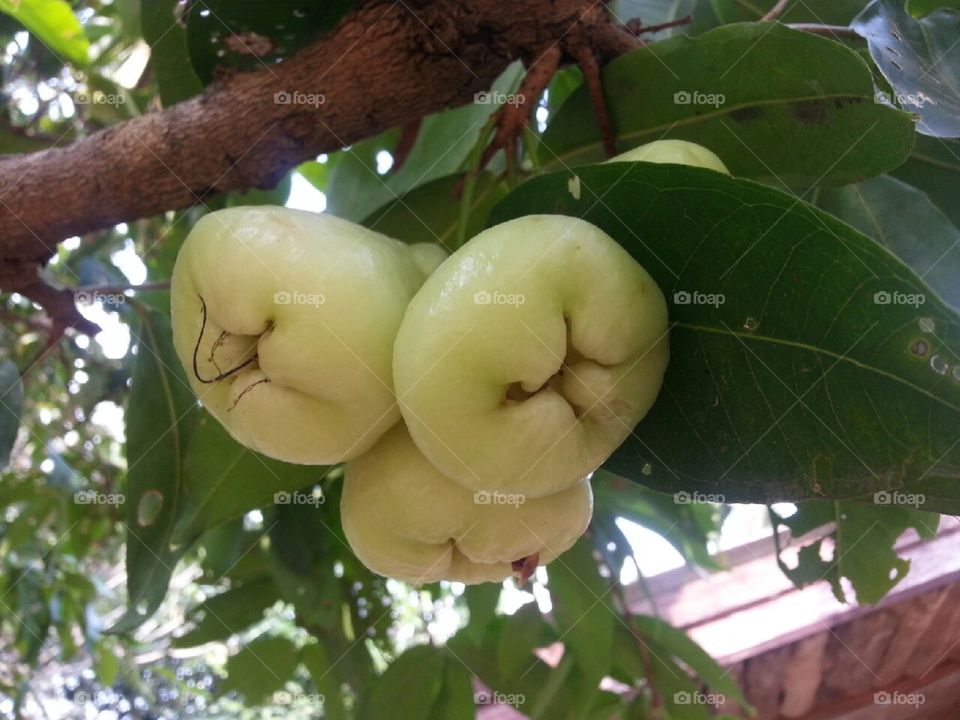 A rose apple tree