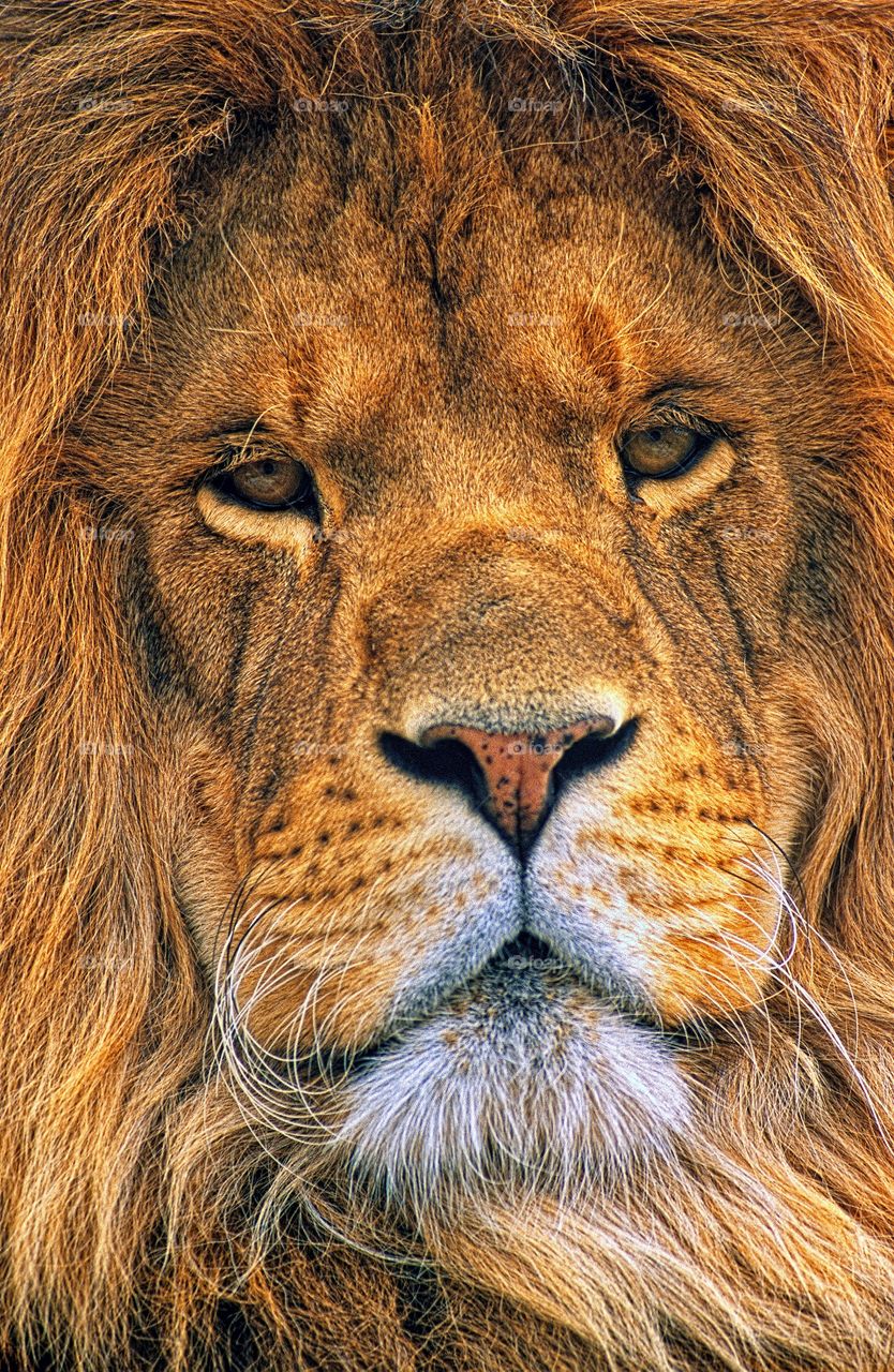 Close up facial portrait of The King.