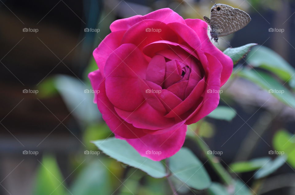 Rose flower with butterfly
