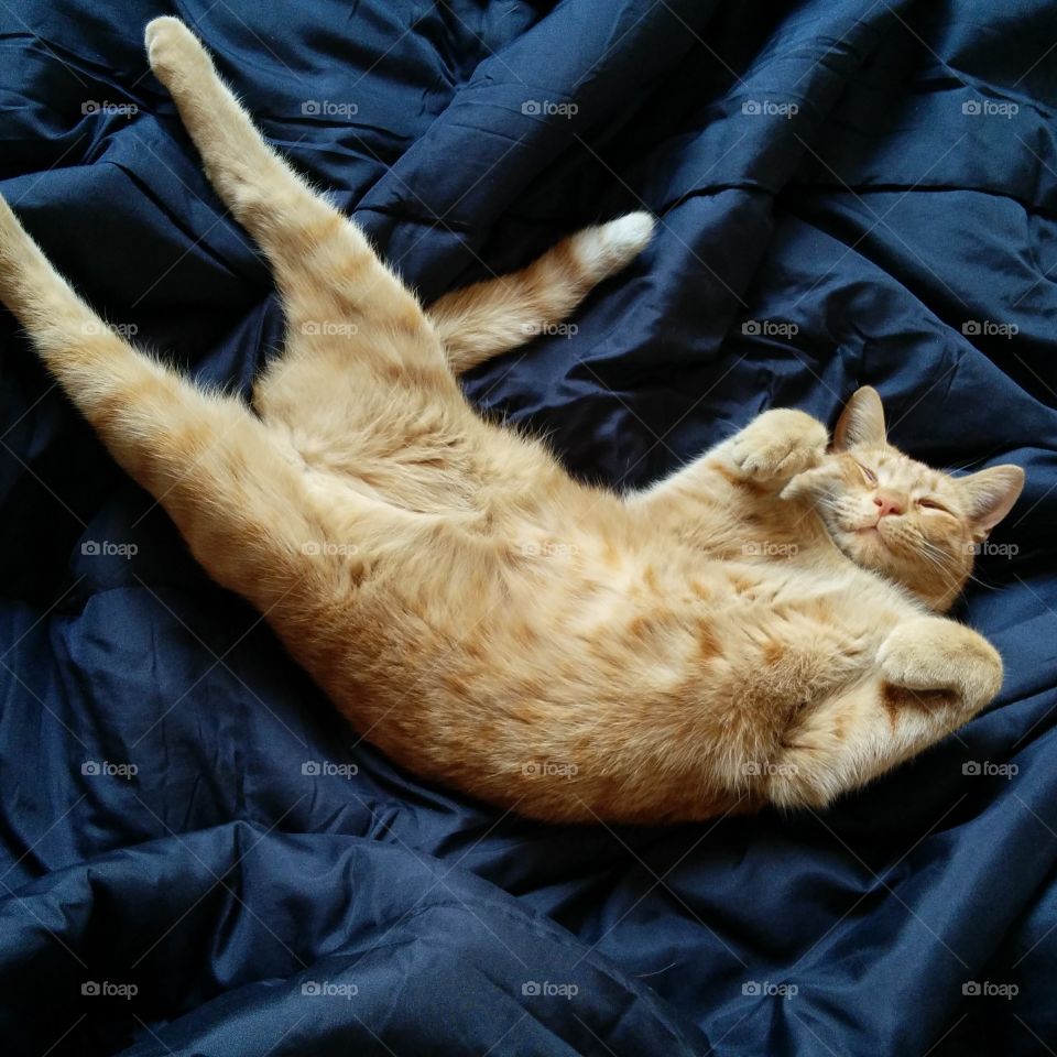 Cat stretches.