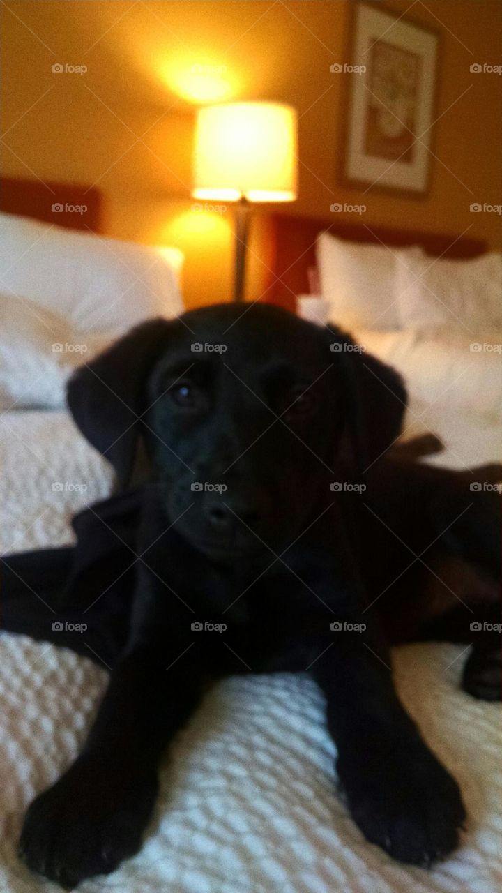 Black Puppy laying in Bed