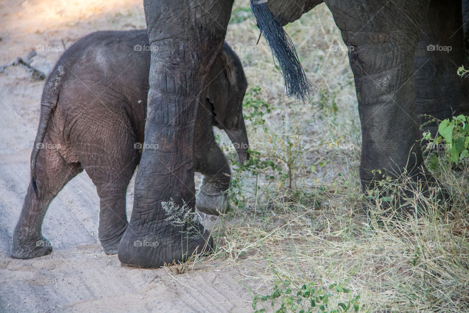 Elephants 