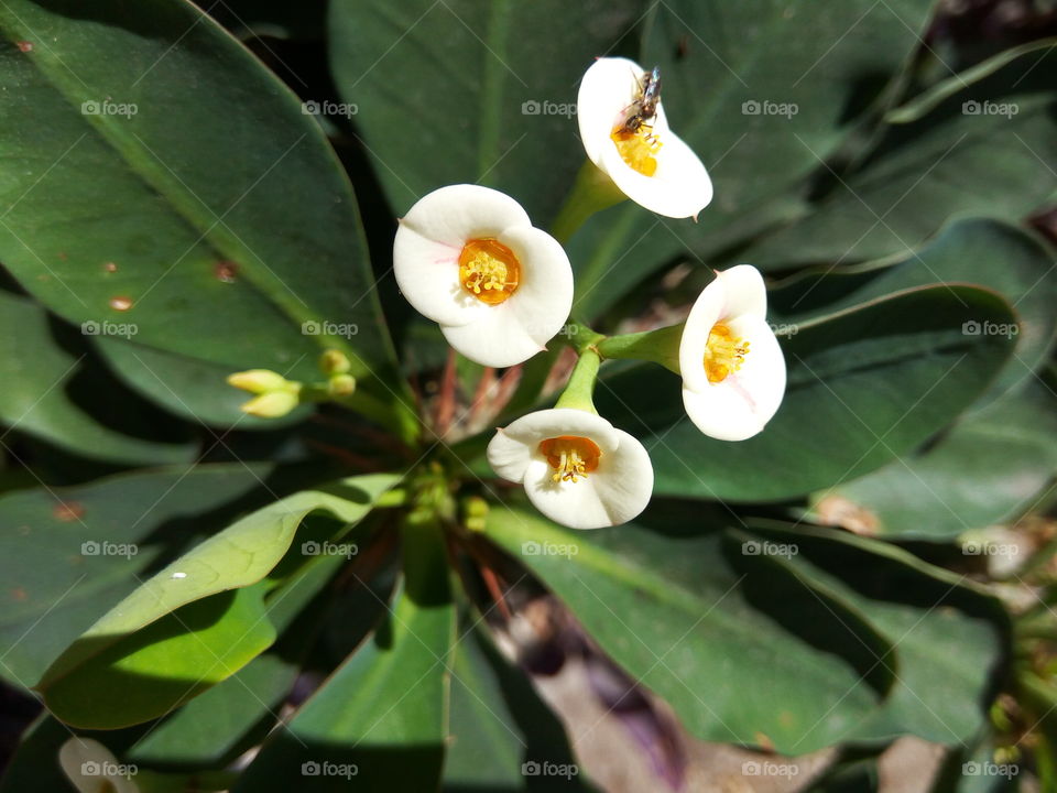 Nature, Leaf, No Person, Flora, Tropical