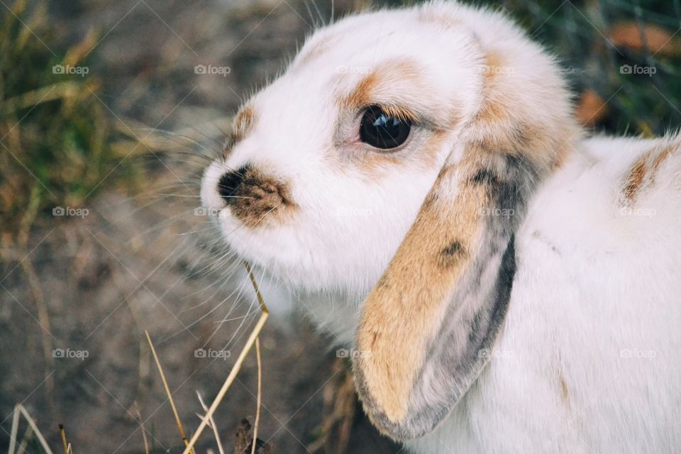 A rabbit with hanging ears