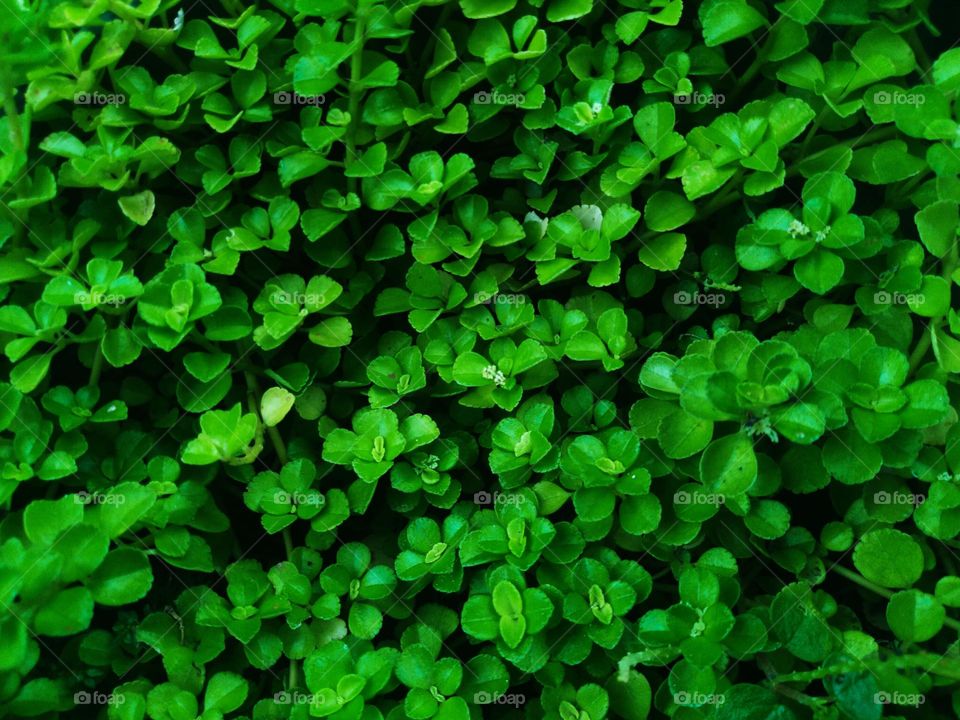 The ratala tree that grows in the garden is green and very beautiful