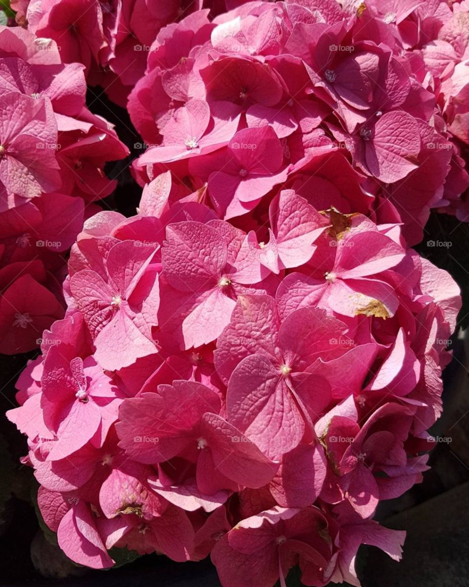 Pink hydrangea close up in a sunny day