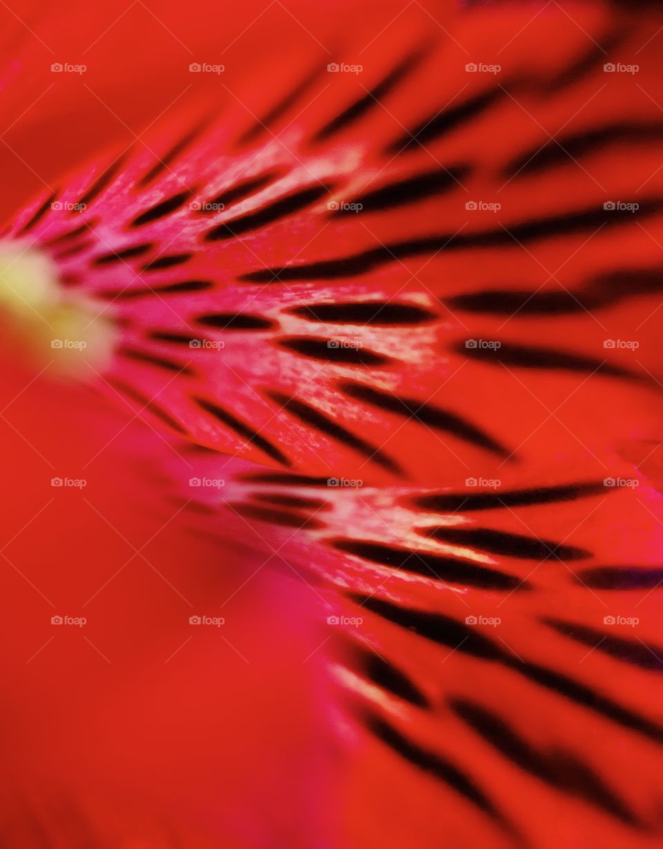 Striped red flower texture macro 