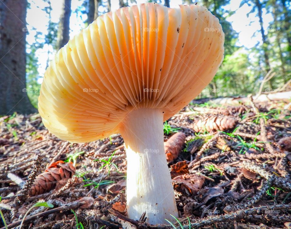 Mushroom in the woods downtown Red Deer