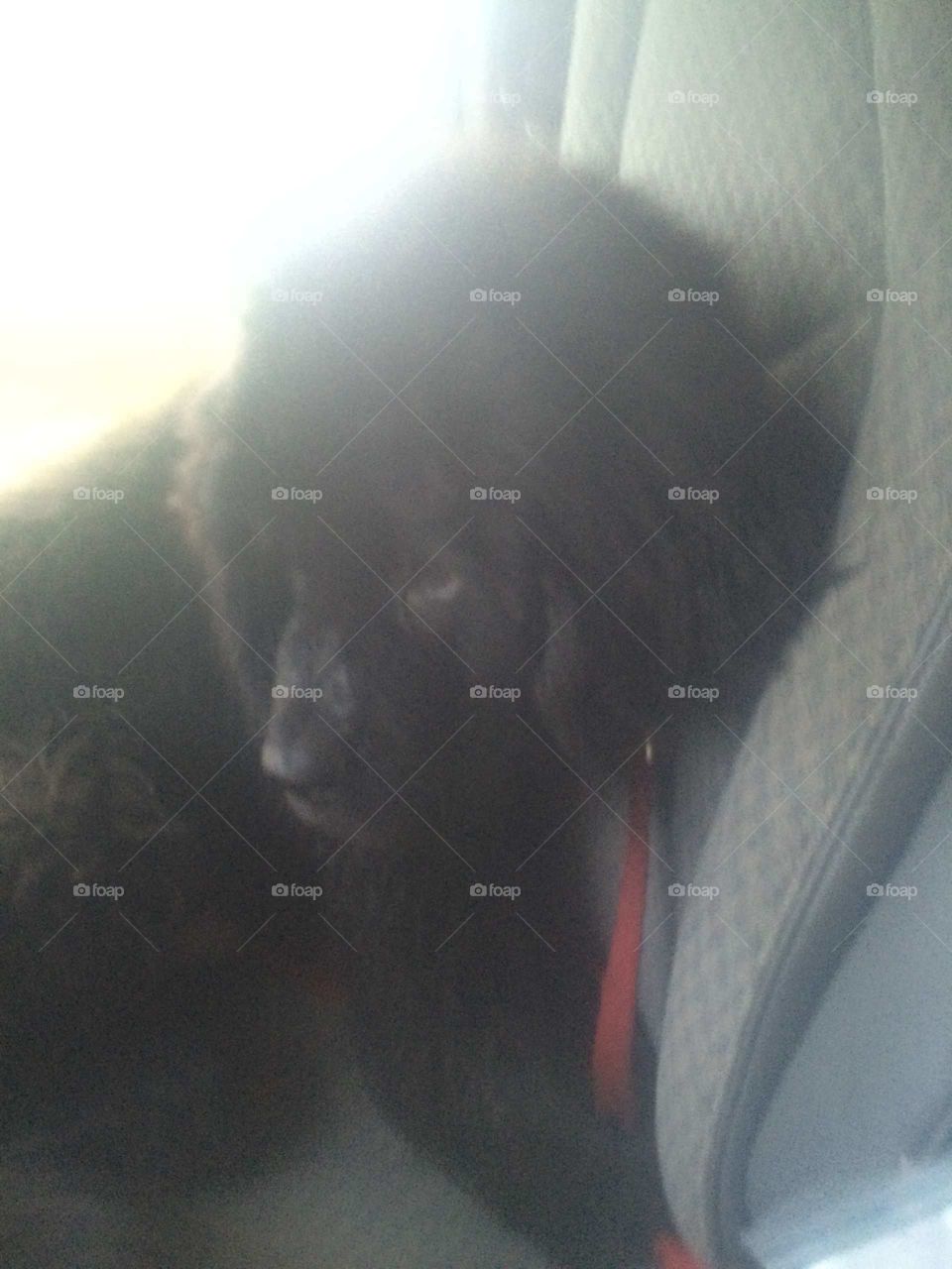 No Person, Mammal, One, People, Wildlife