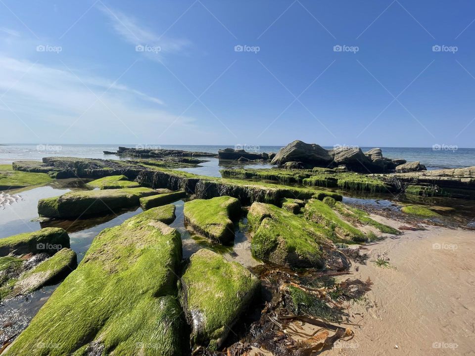 Seaweed covered rocks