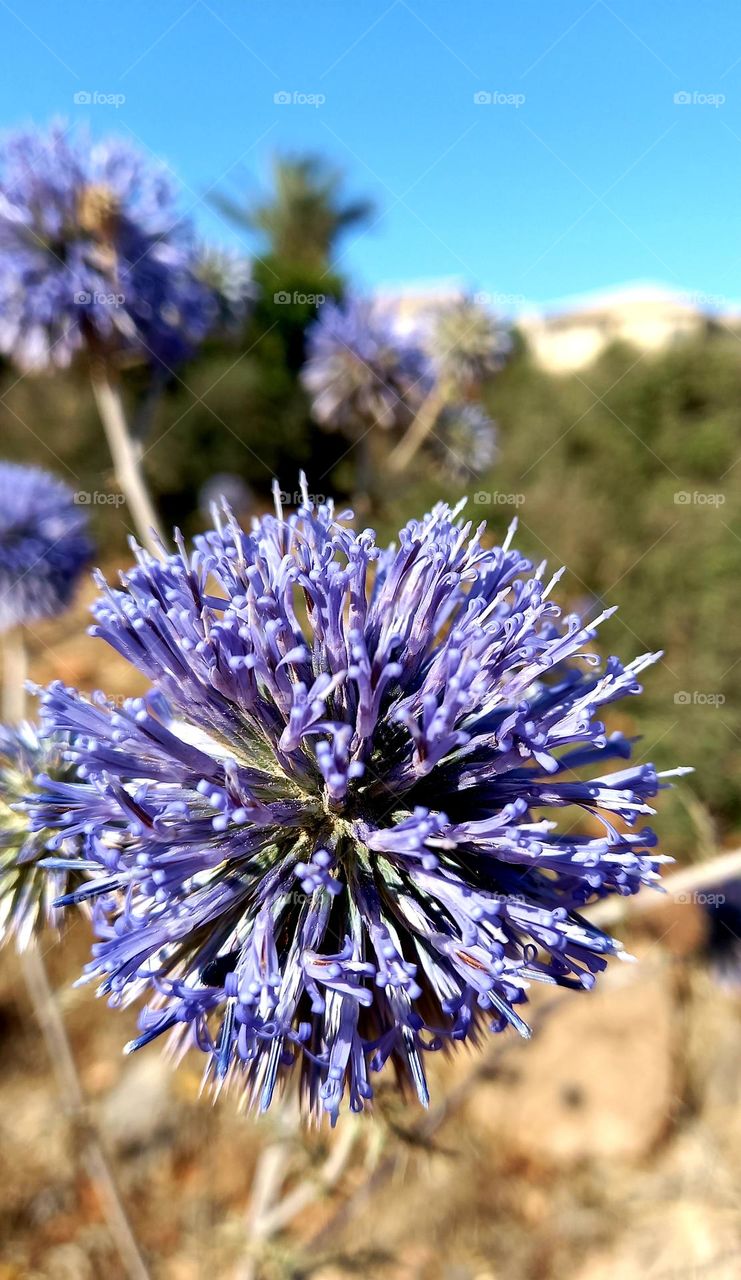 purple flowers