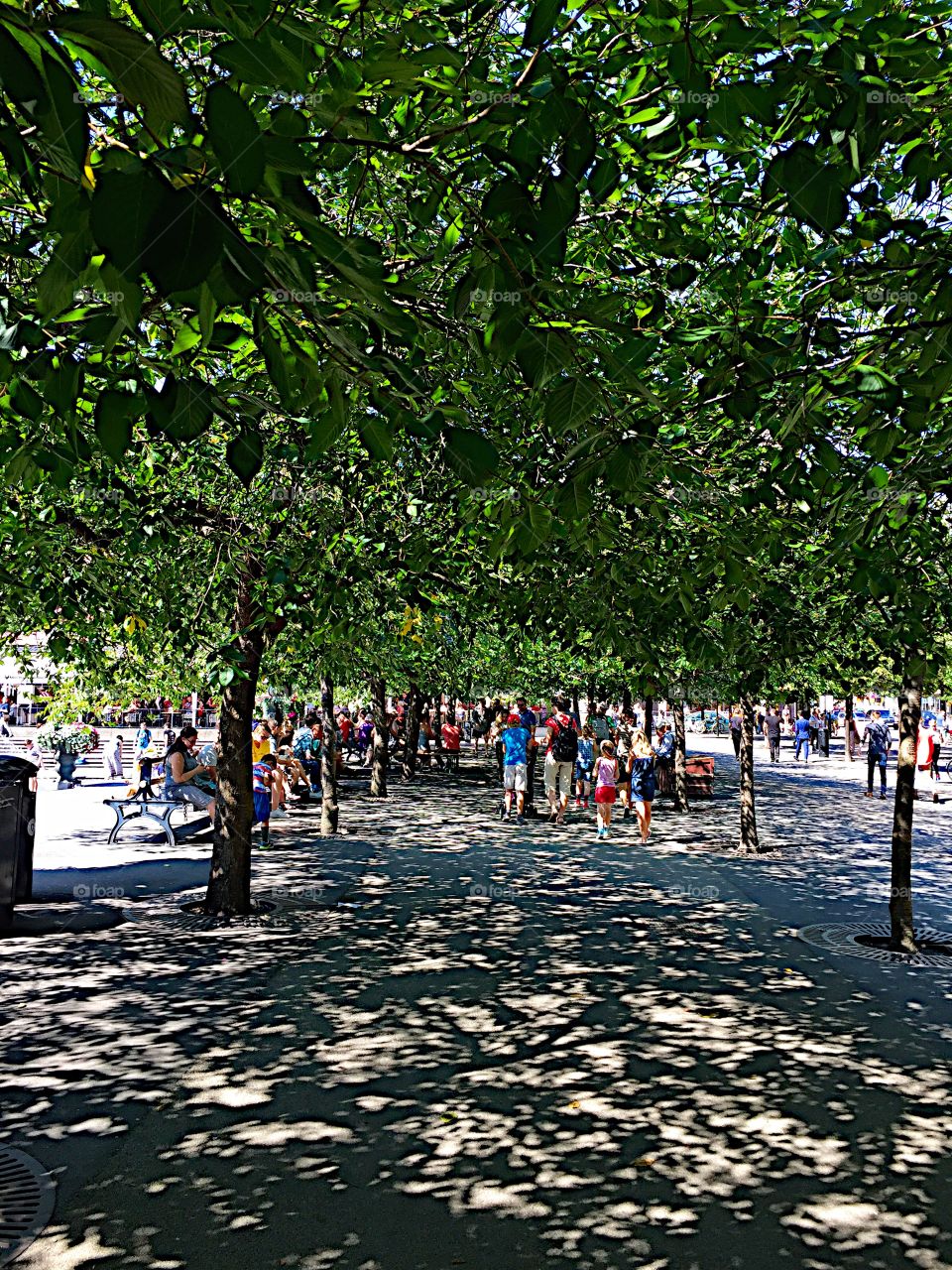 Avenue with trees! 