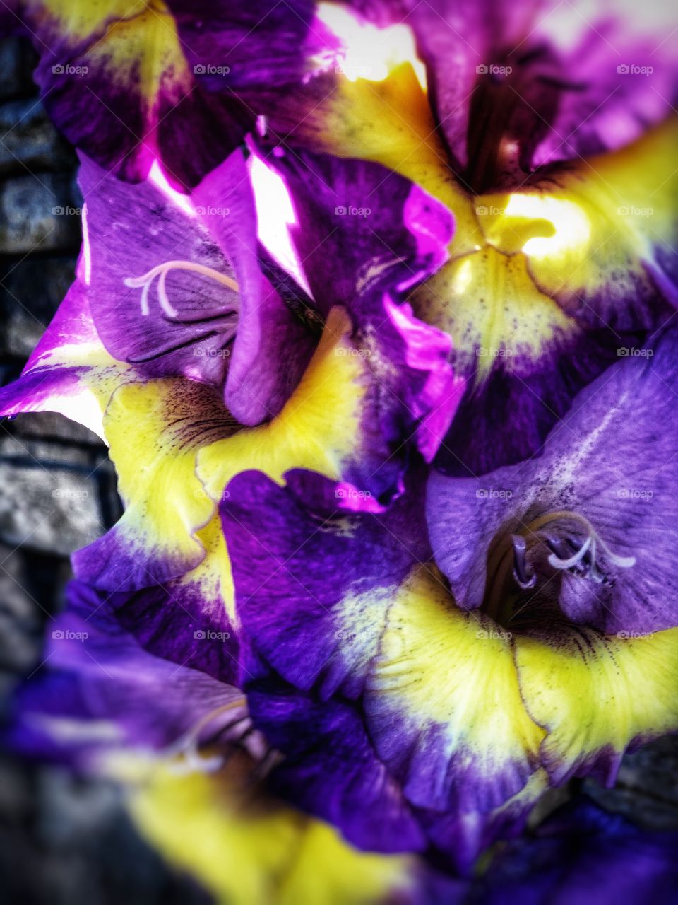Unique Purple and Yellow Gladiolas! Canvas Art, Wall Decor, Hotel Wall Decor, Horticulture Art, Beautiful Botanicals
