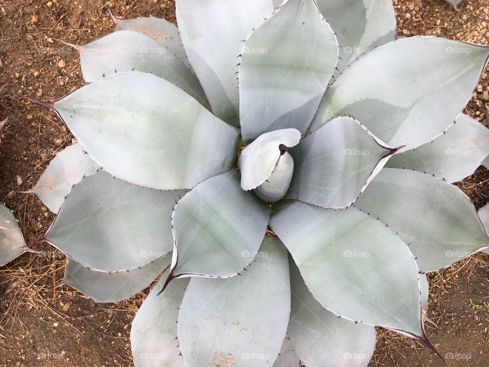 Close-up of a agave cactus