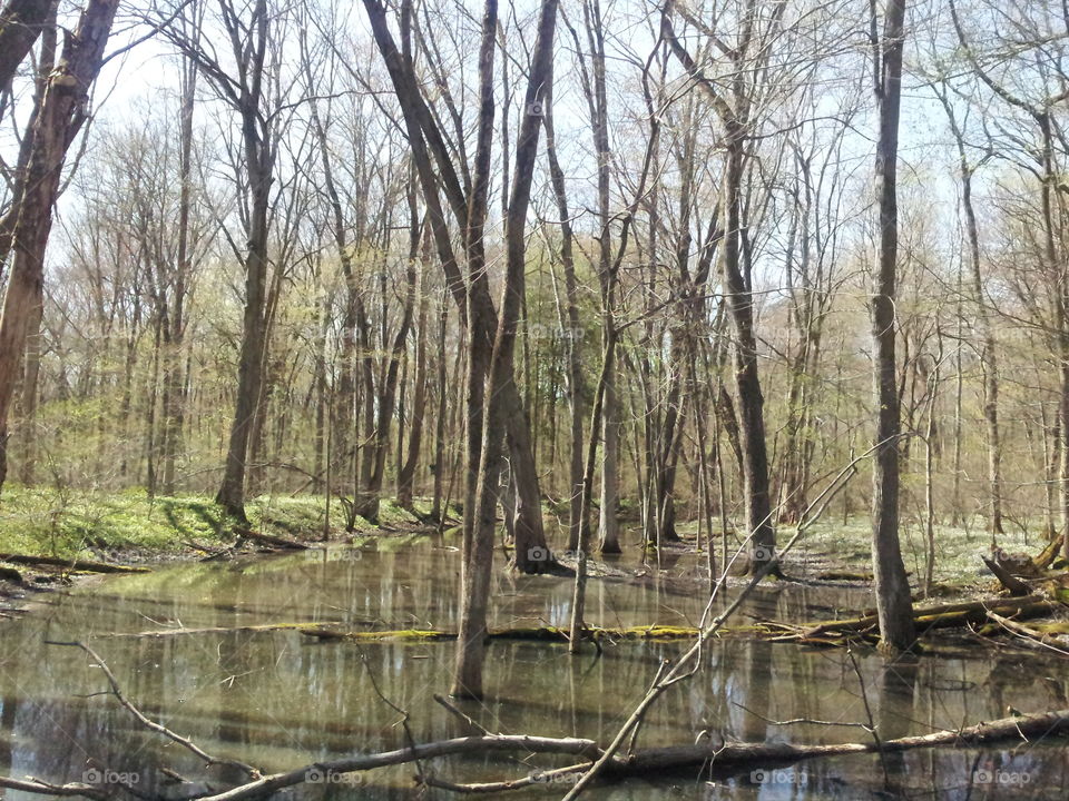 forest pond. a pond in the forest