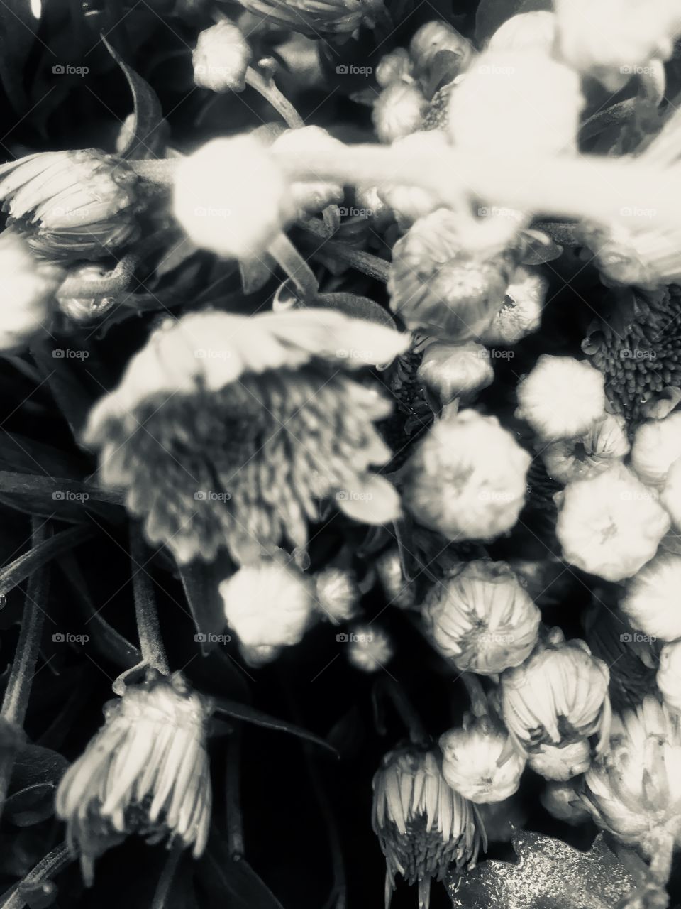 People, Monochrome, Many, Flower, No Person