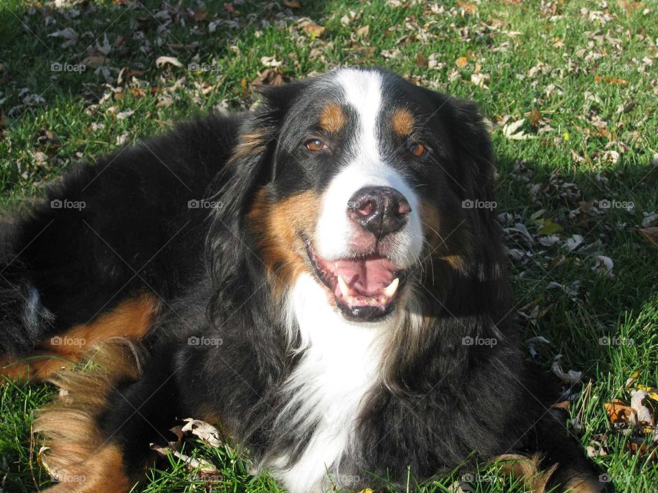 Bernese Mountain Dog